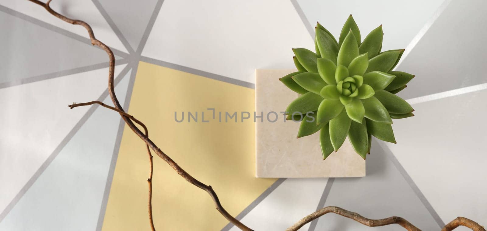 Scandinavian still life top view. House plant on marble on grey yellow background.