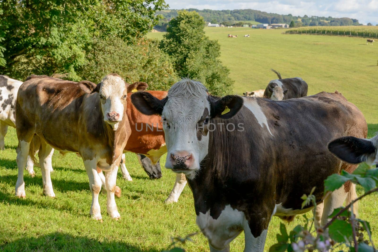 some cows pasturing in the gorgeous Cornwall countryside .