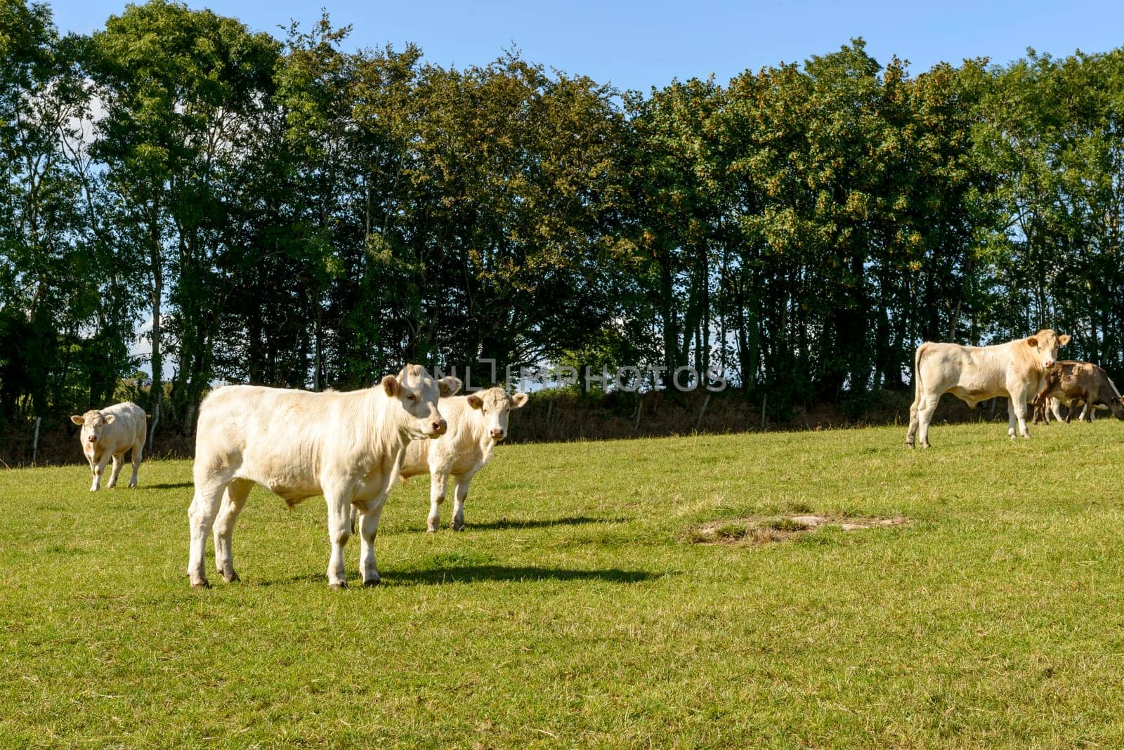 some cows pasturing in the gorgeous Devon countryside .