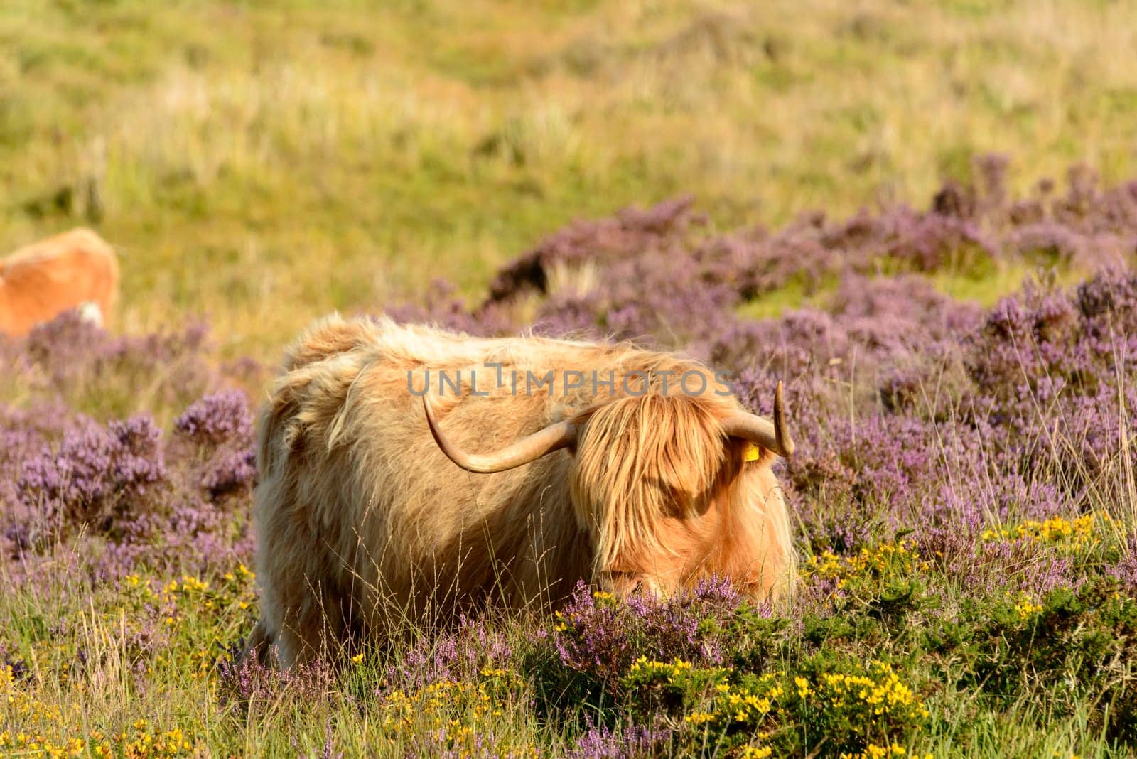 muzzle of hairy cattle grazing among heather bush in the moor .