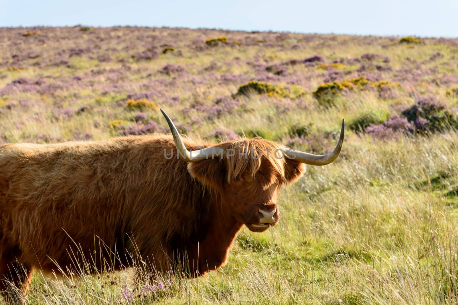 long horns of hairy cattle grazing among haether bush in the moor .