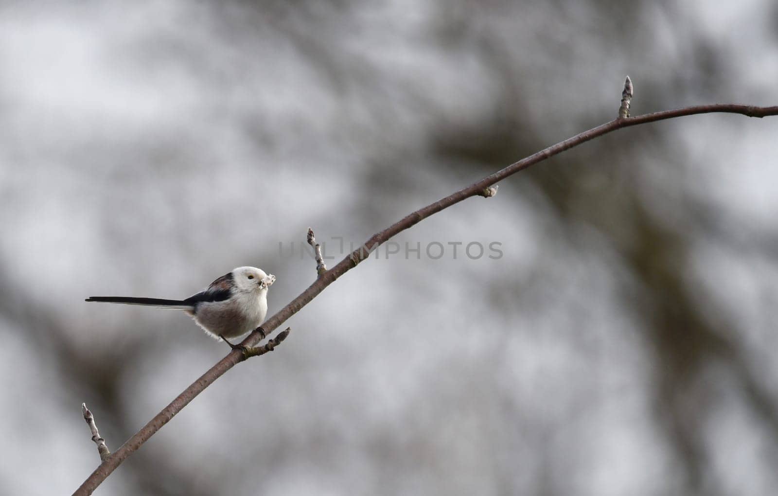 tail tit on a branch