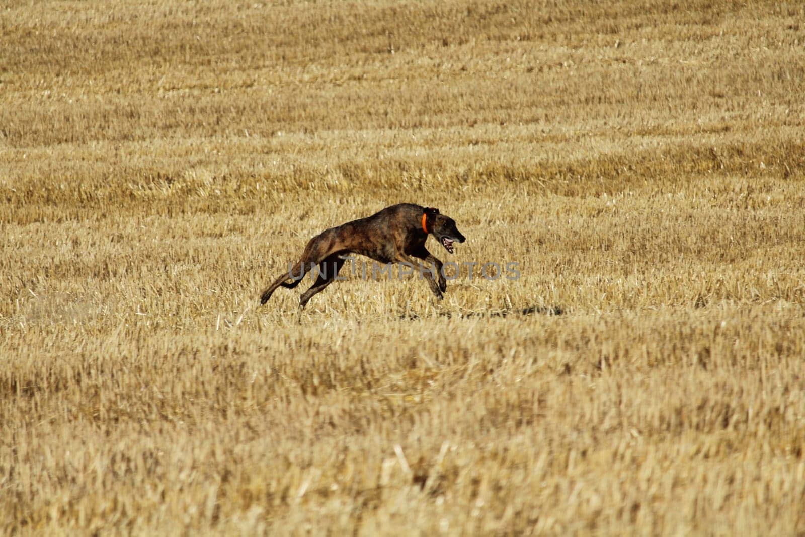 Spanish greyhound in mechanical hare race in the countryside