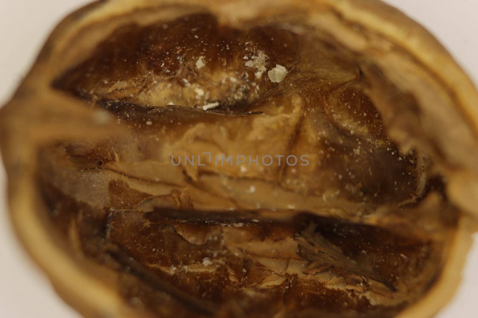 nut seed healthy natural food healthy shell