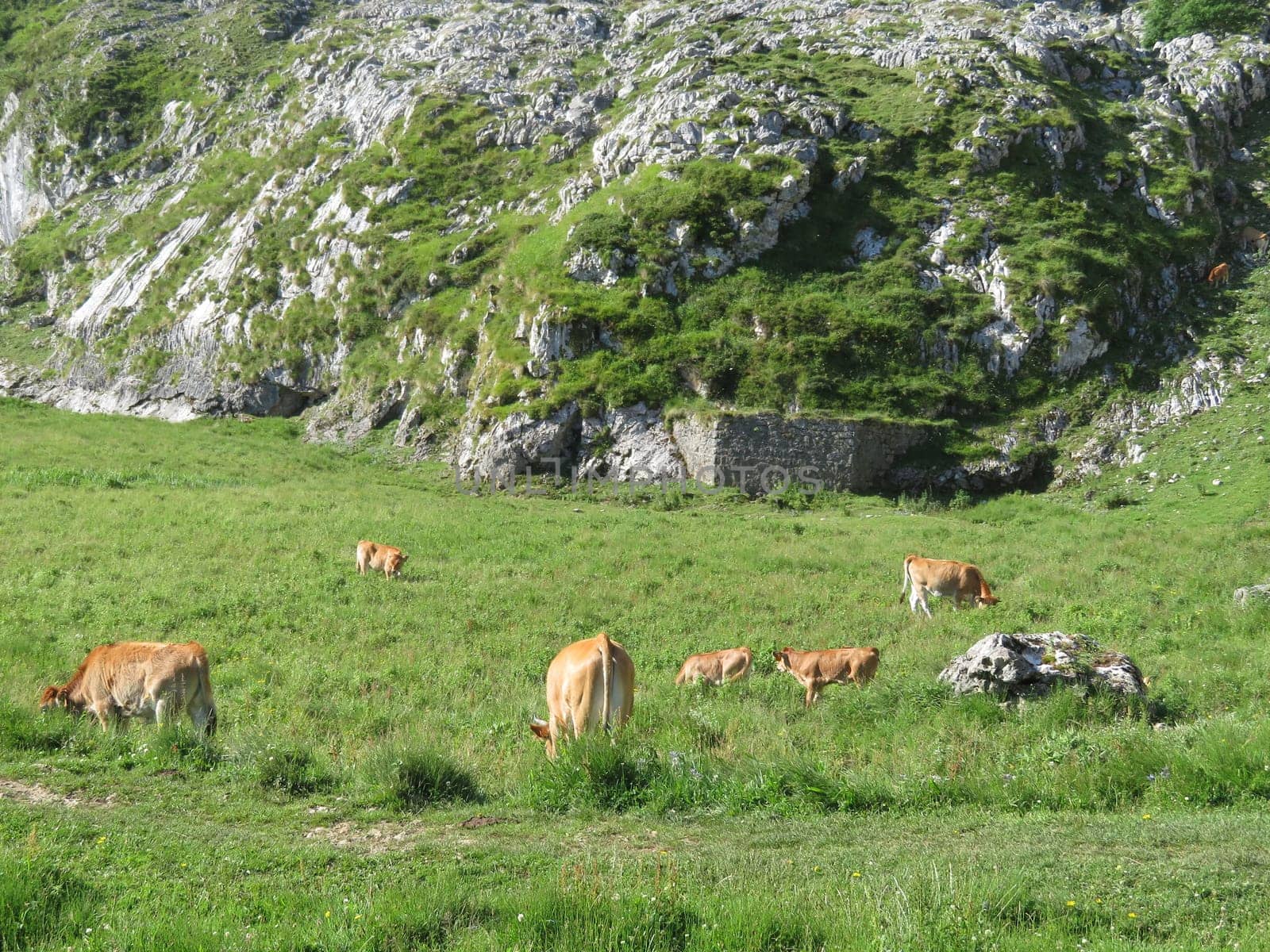 Beautiful large cows and well nourished by the green pastures of the mountain