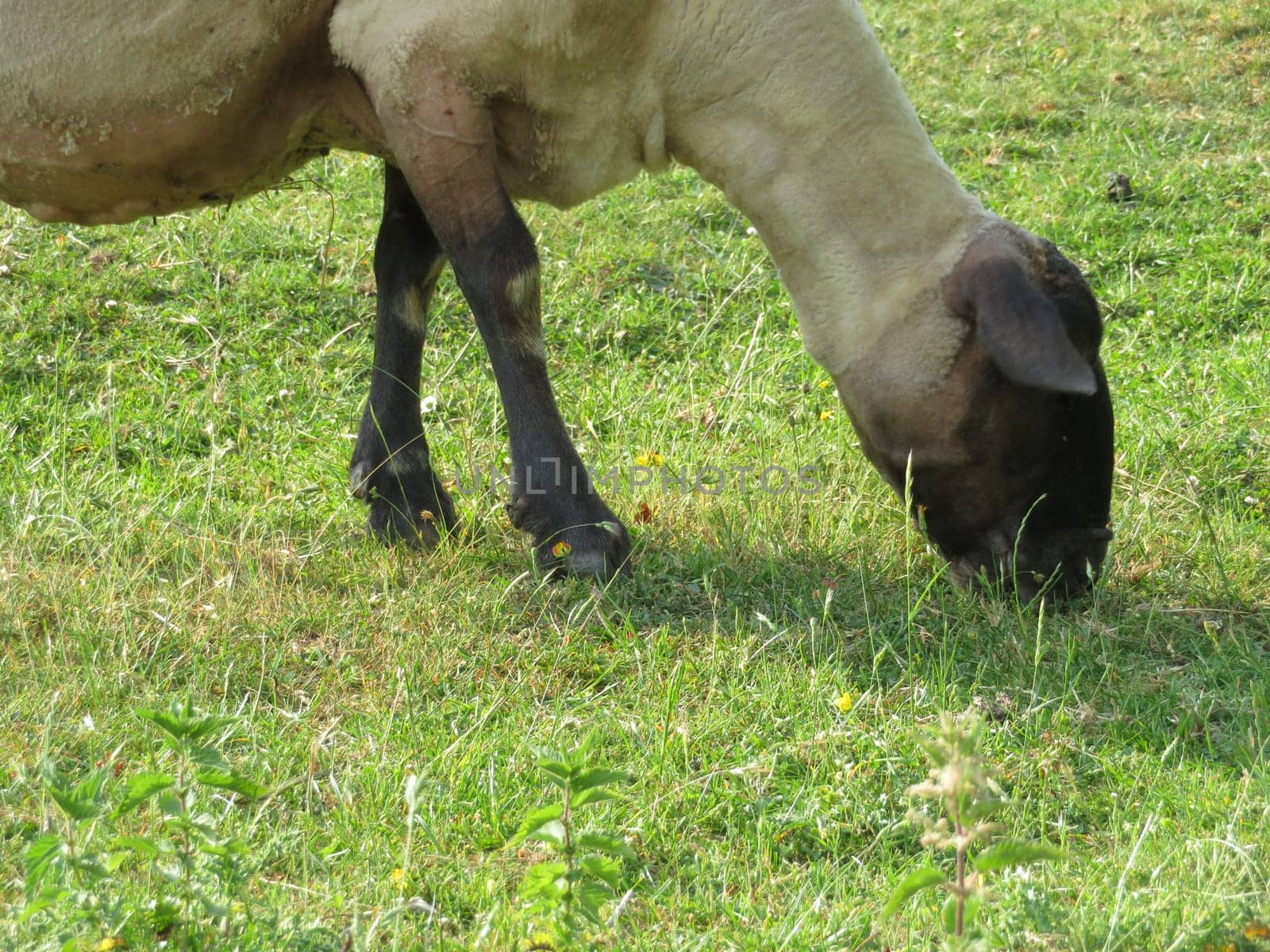 sheep domestic animal wool milk beautiful grass meat