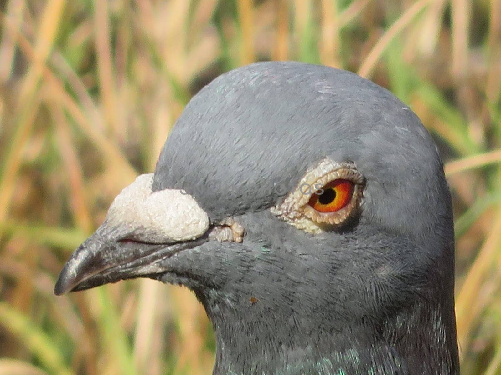 beautiful pigeon posing for photo with intense colors