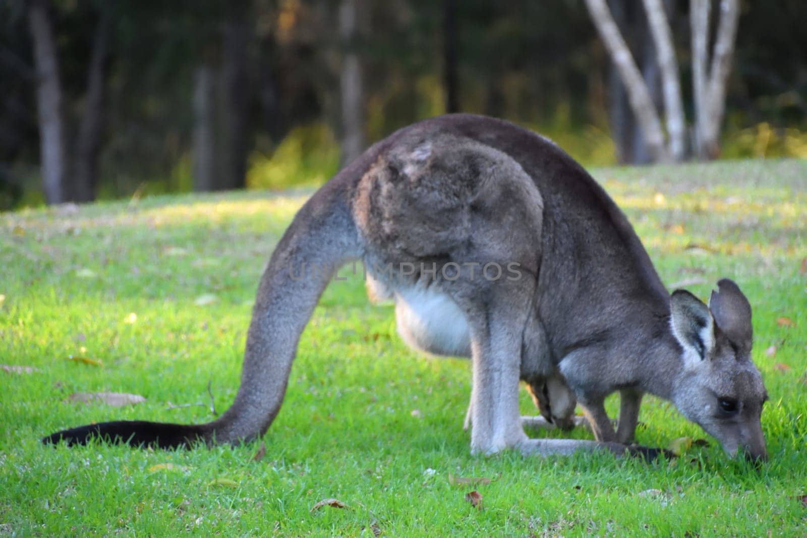 A Kangaroo with her Joey on grass