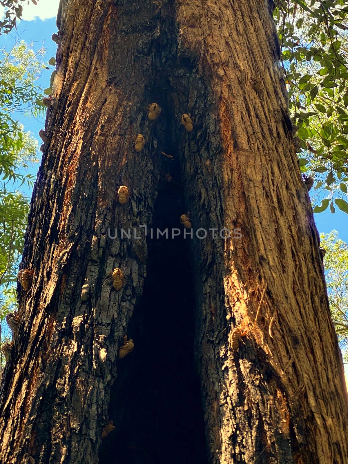 Countless cicada exoskelletons attached to a tree
