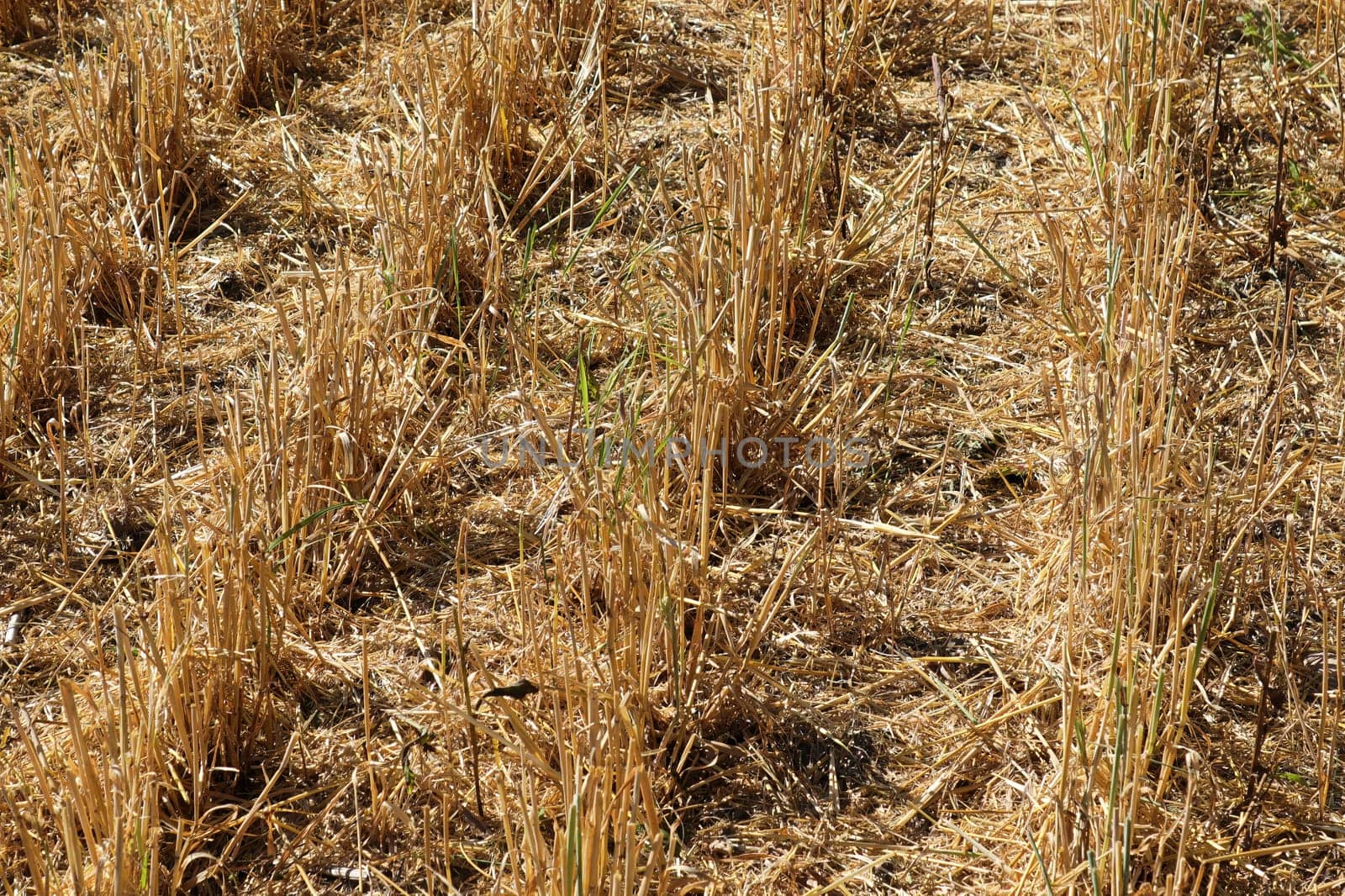 Looking down at harvested barely rows in a field.