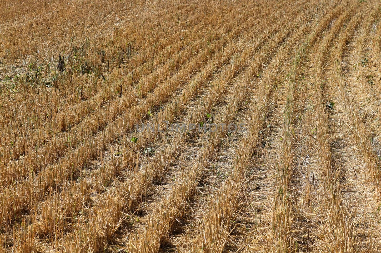 Looking across harvested rows of barley stalks in a field.