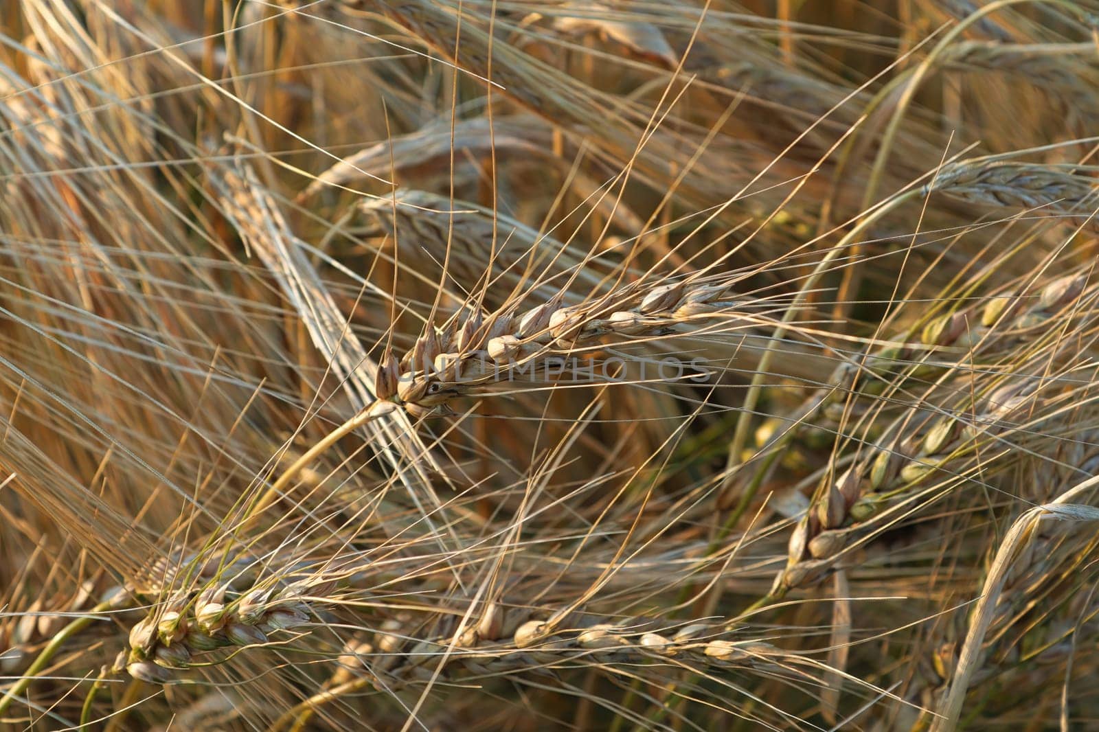 Macro view of barley seeds and hairs ripe in the autumn.