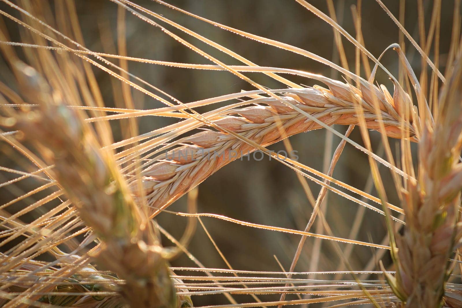 Macro view of a barley head ripe and heavy in autumn.