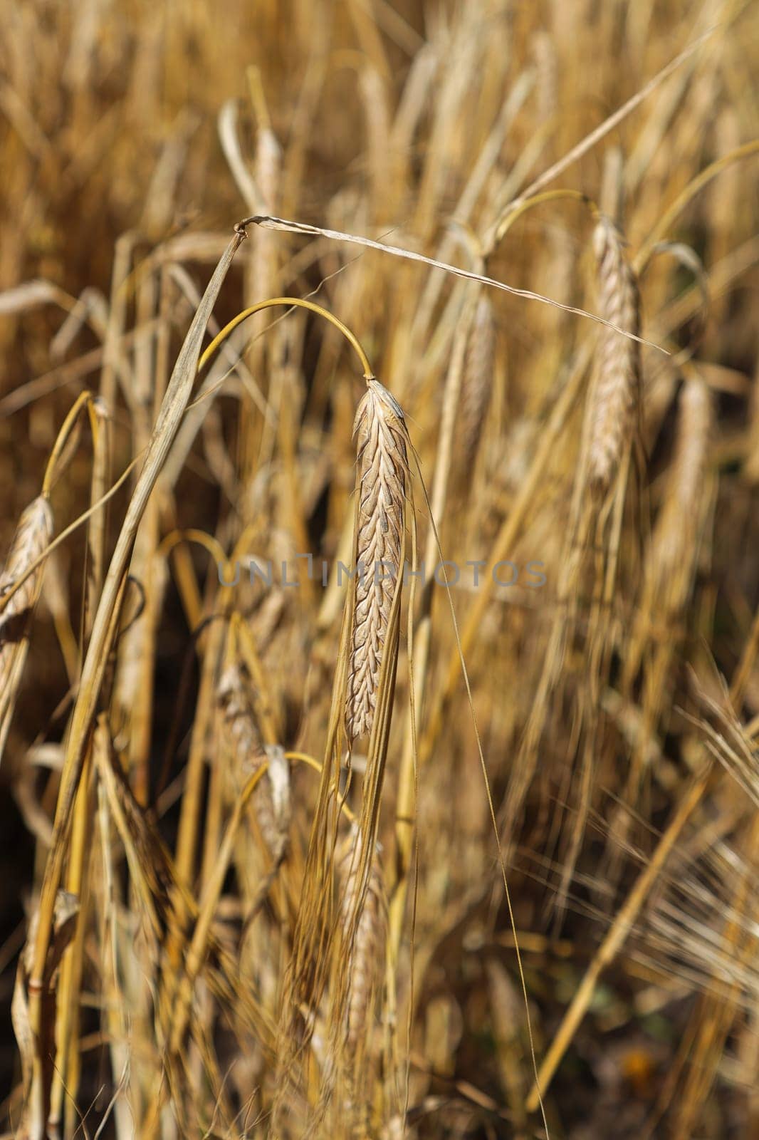 Closeup of heavy ripe barley heads in a field.