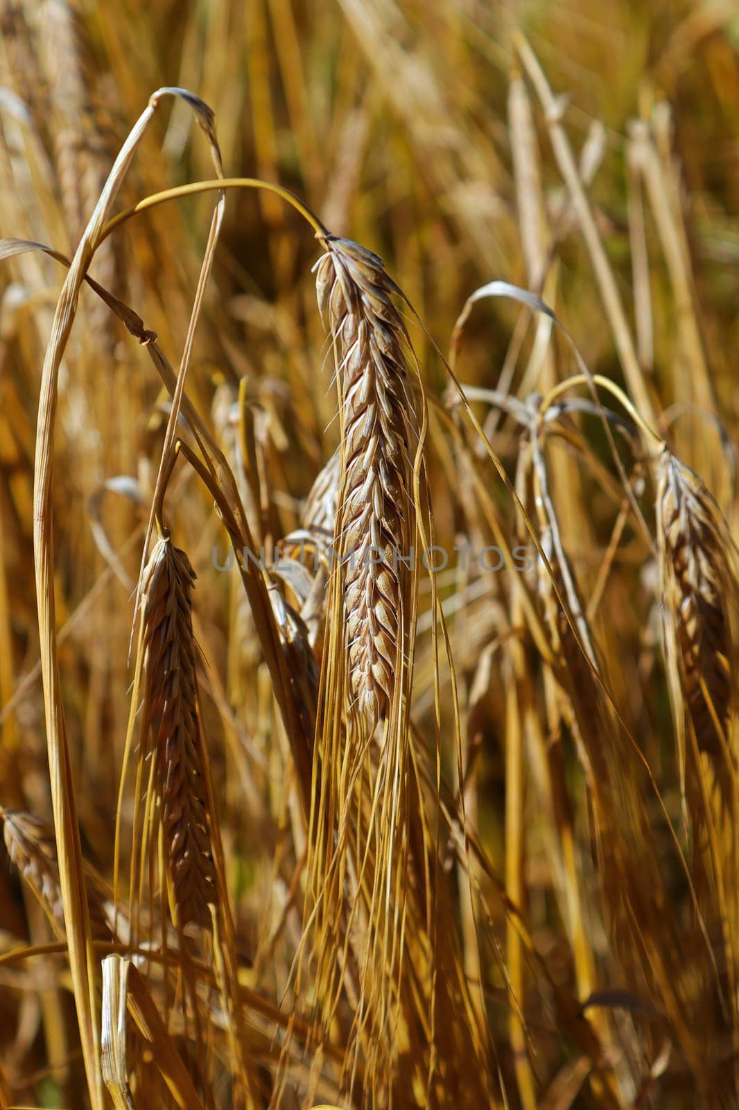 Closeup of heavy ripe barley heads in a field.