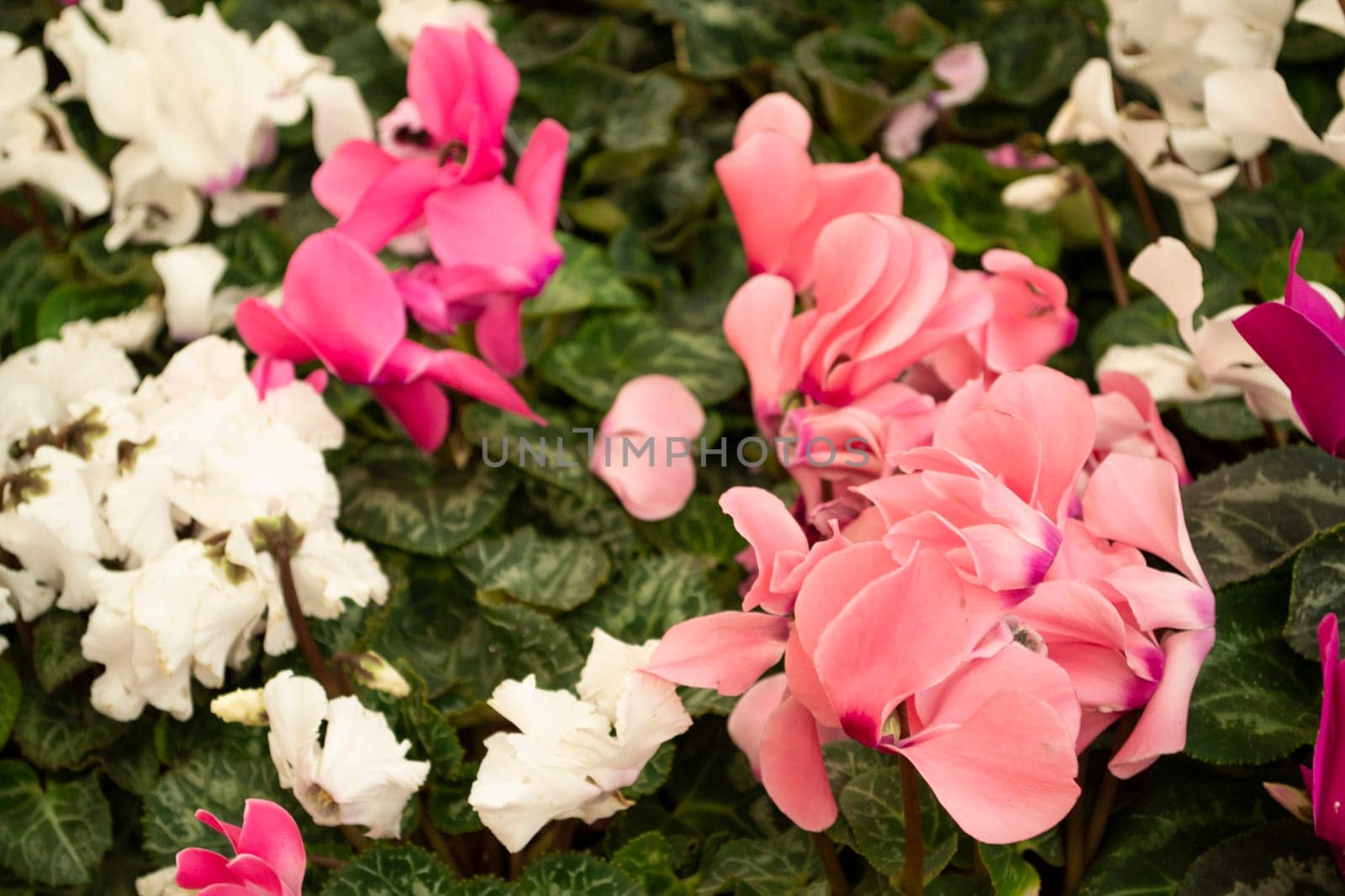 Blooming cyclamen with pink, white and red flowers growing in pots mixed close up