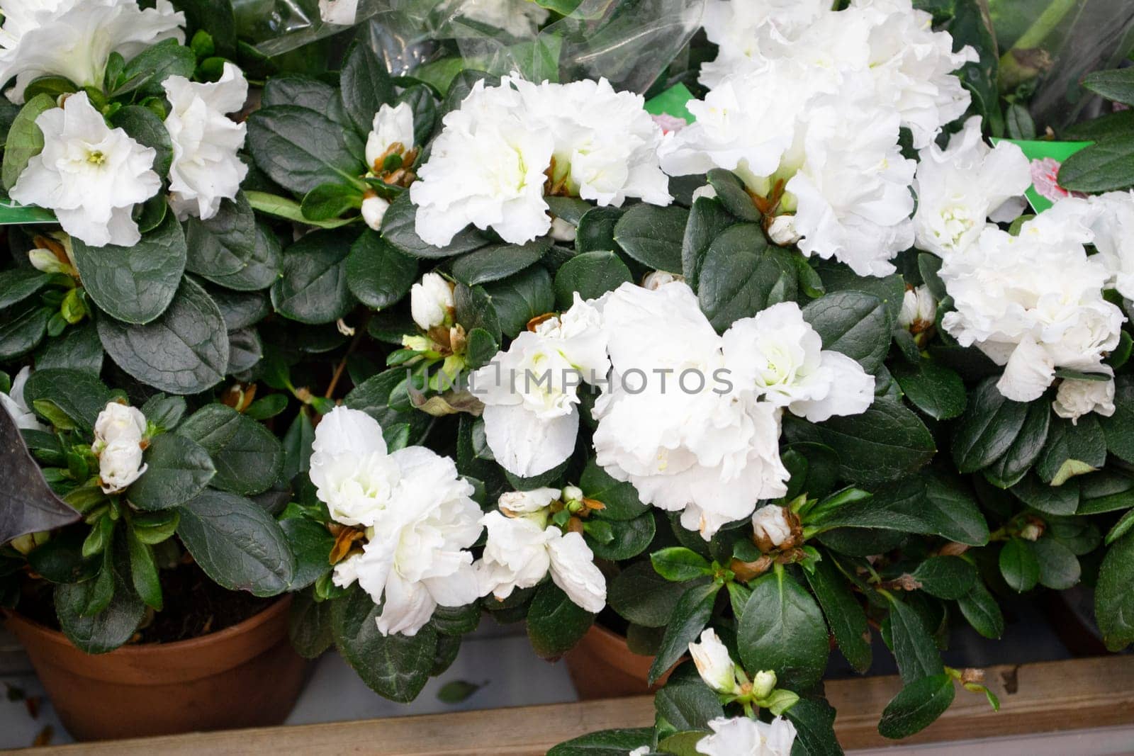 Flowers of hybrid white azalia Kermesina Alba or rhododendron simsii. White azalia blossom. Spring plants