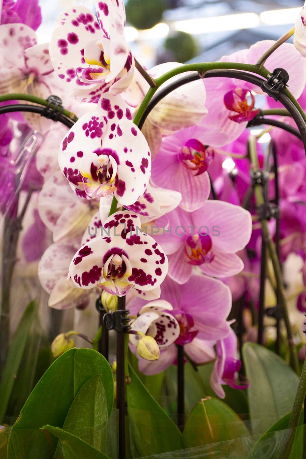 Colorful mix of Phalaenopsis orchid flowers bloom, violet, purple, orange, white and pink. Vertical image
