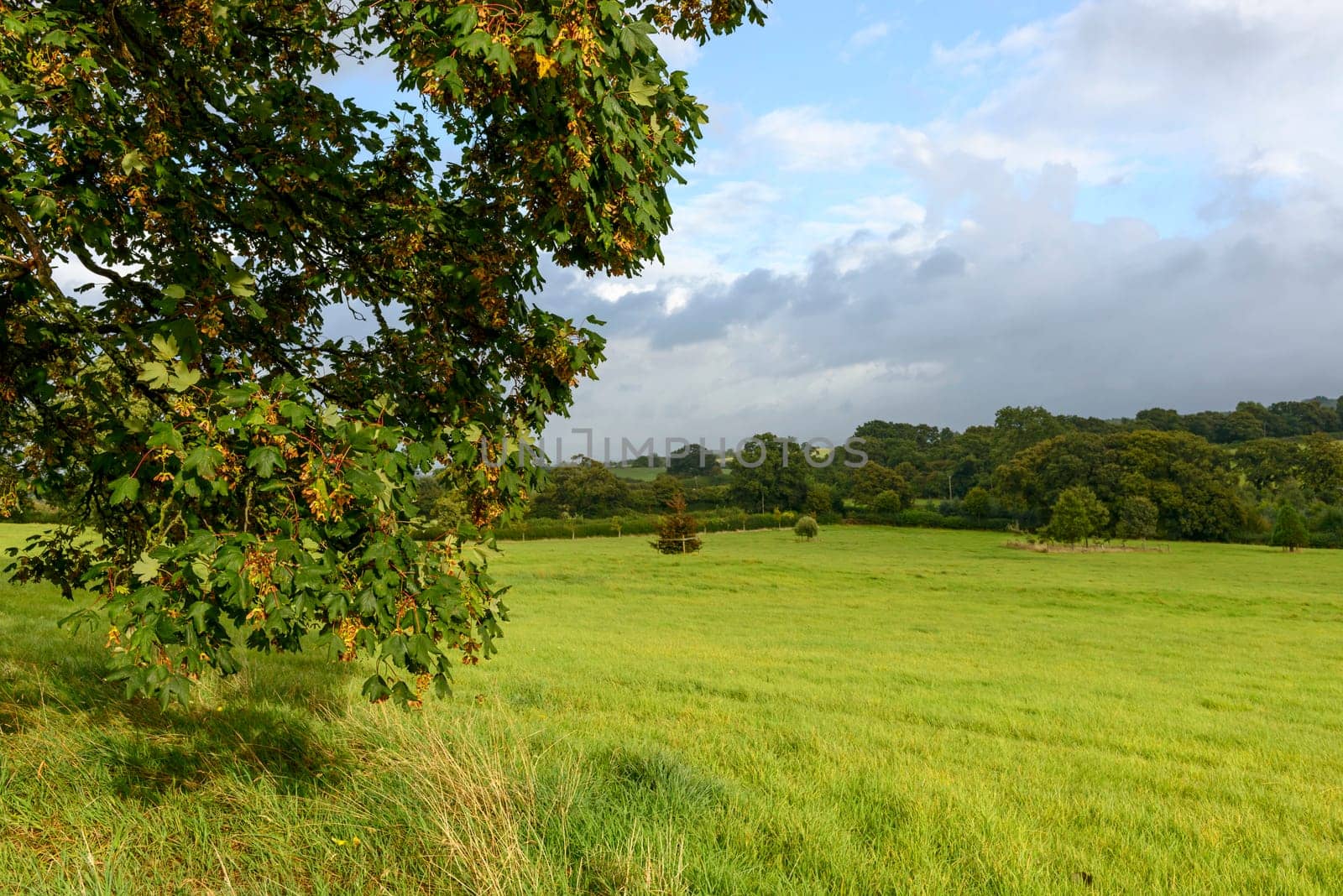 landscape with  grass fields of hilly Dorset countryside with tree leaves lightened by sun rays in foreground.