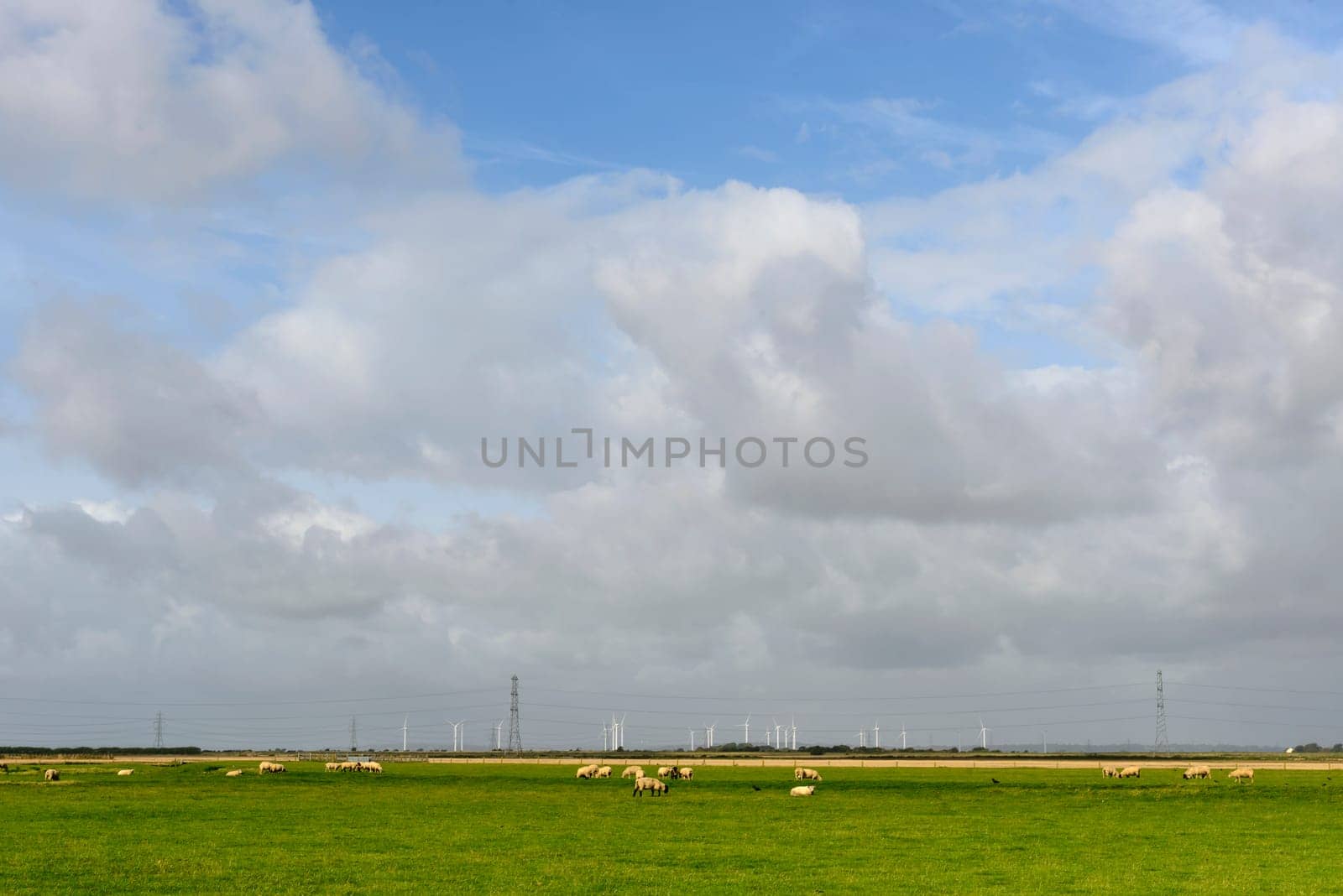 landscape of the marsh with a a flock of sheep in large fields, in distance wind turbines, under a bright sky,  Romney Marsh, Kent.