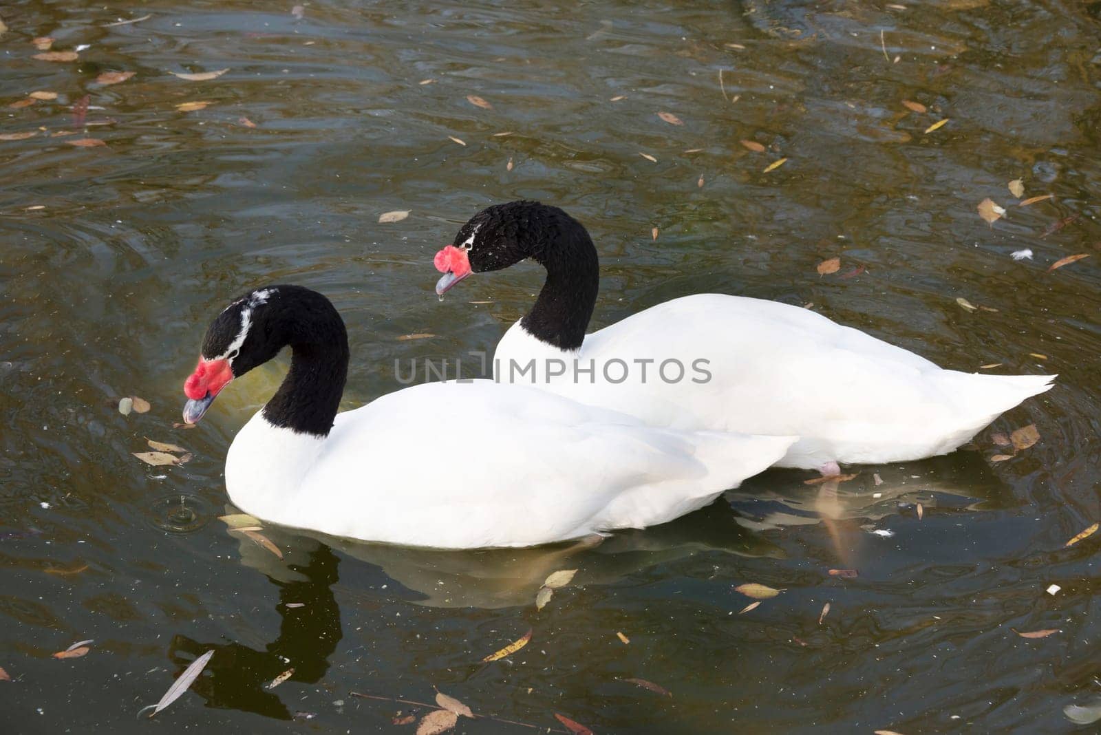 Pair of black necked  swans in the autumn lake
