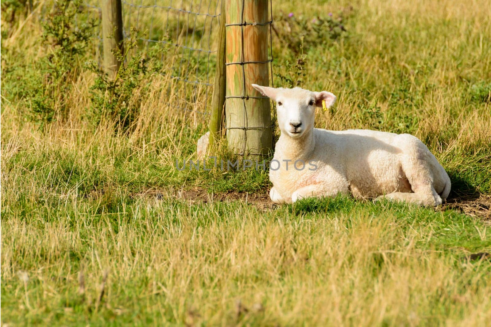 portrait of a resting lamb at Romney Marsh, Kent.