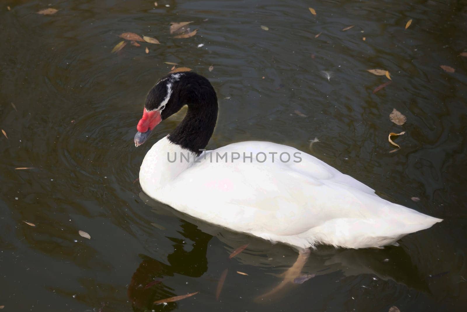 Black necked  swan in the autumn lake