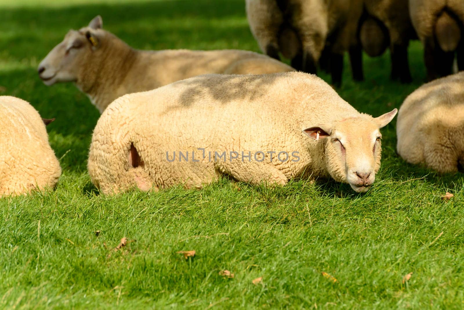 portrait of a resting sheep at Romney Marsh, Kent.