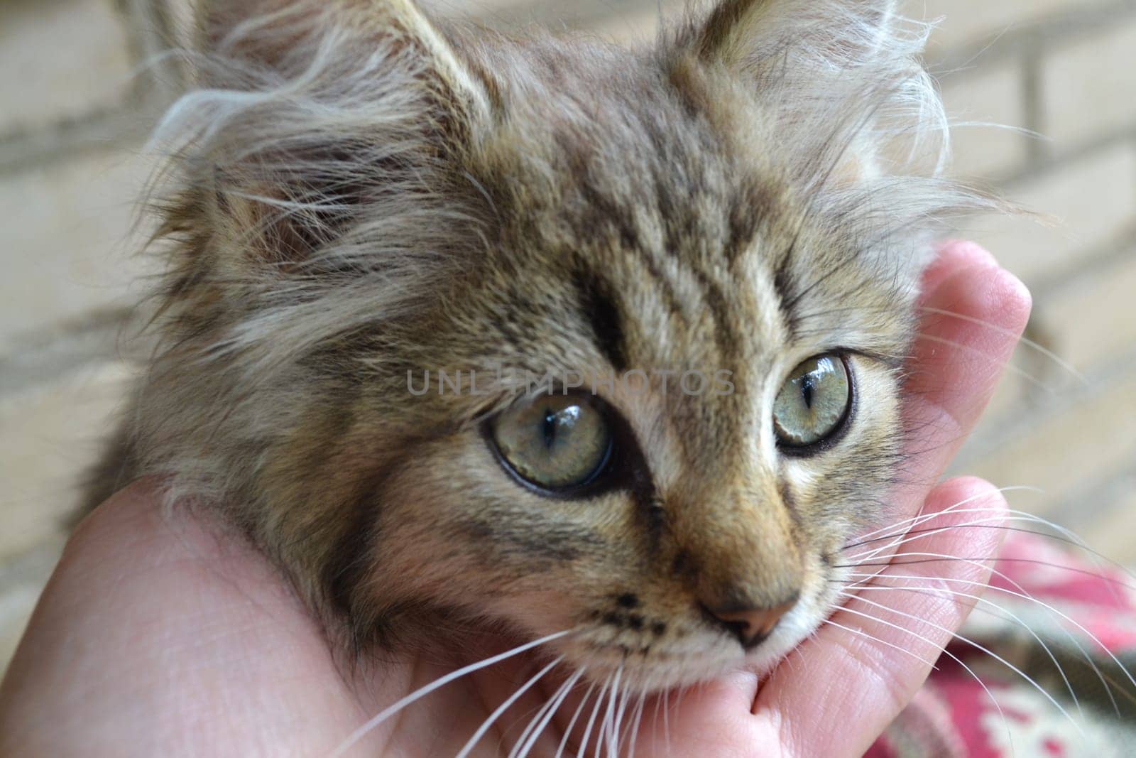 cute tabby kitten portrait three months old in hands closeup