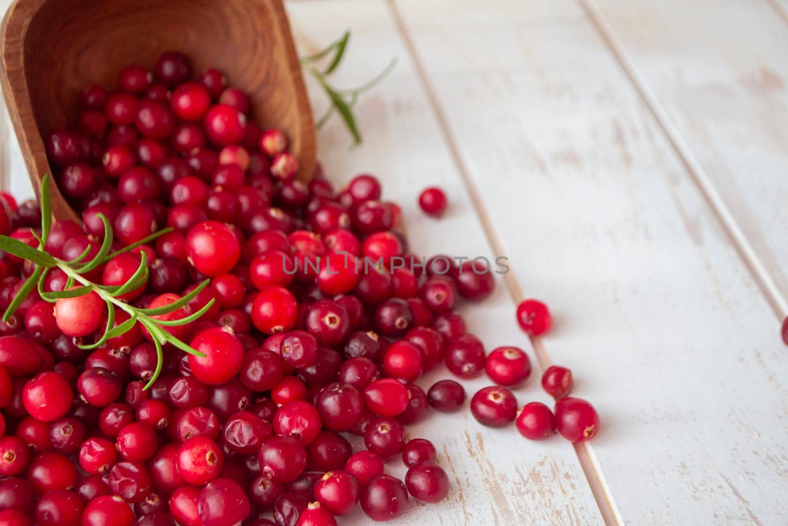 fresh forest cranberry or cowberry on wooden background, organic fruit of forest of Belarus