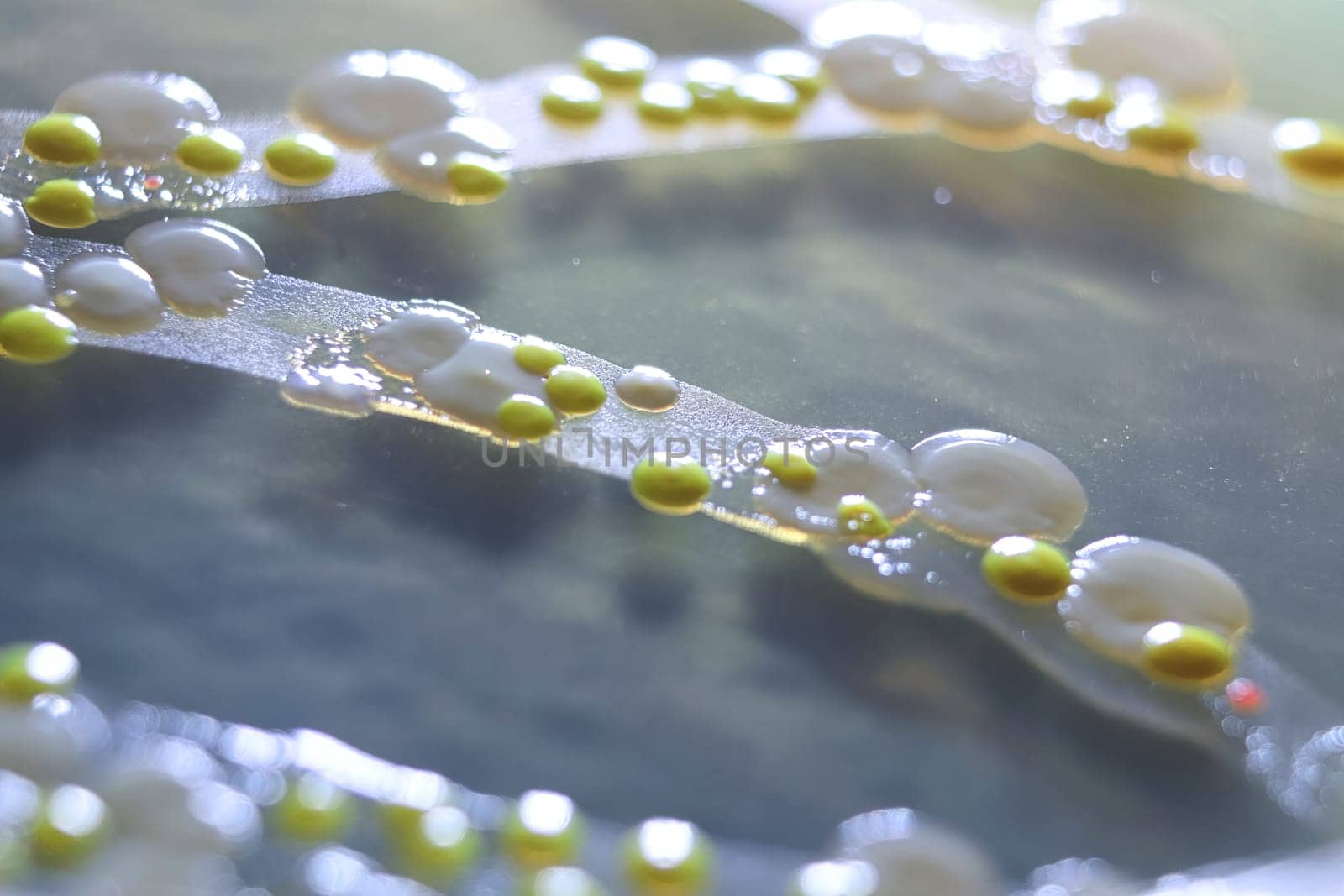 Macro view of bacteria and baker yeast colonies.