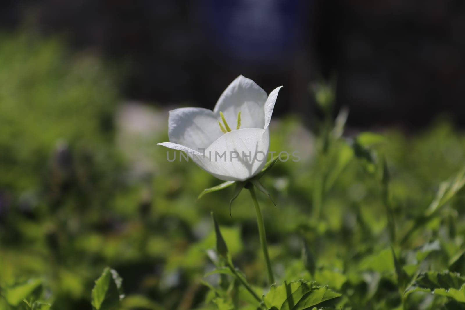 Shadow of a bellflower stigma silhouette through petals.