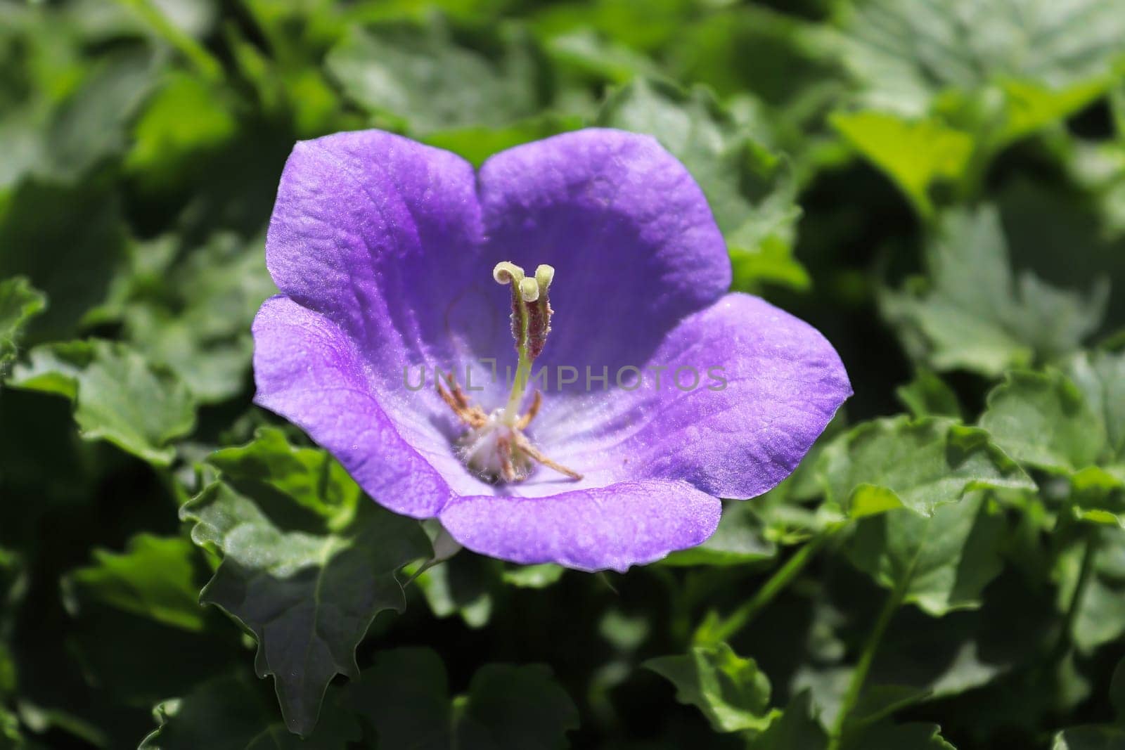 Macro of Bellflowers blooming in spring between leaves.
