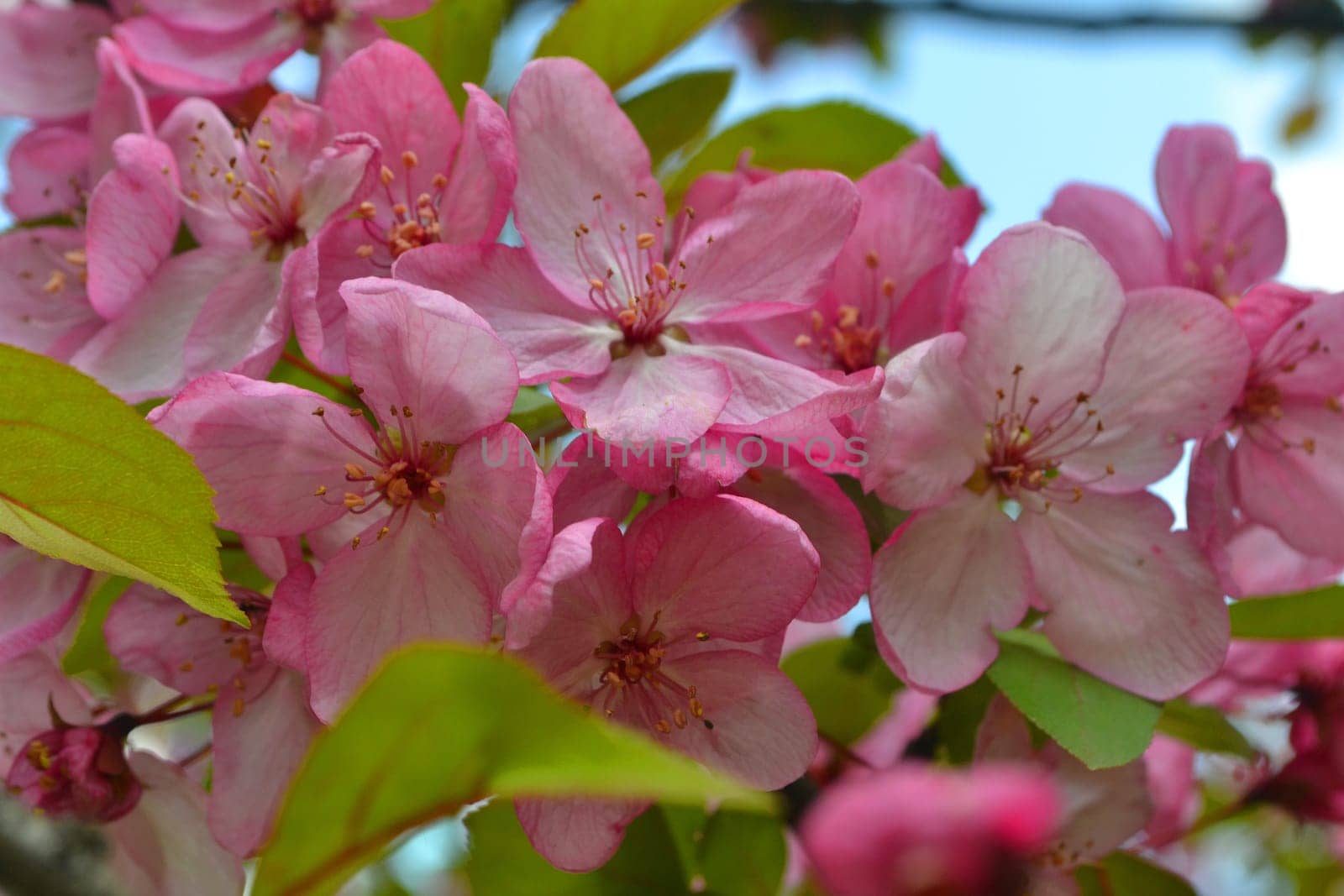 Beautiful pink cherry blossom, sakura in spring time
