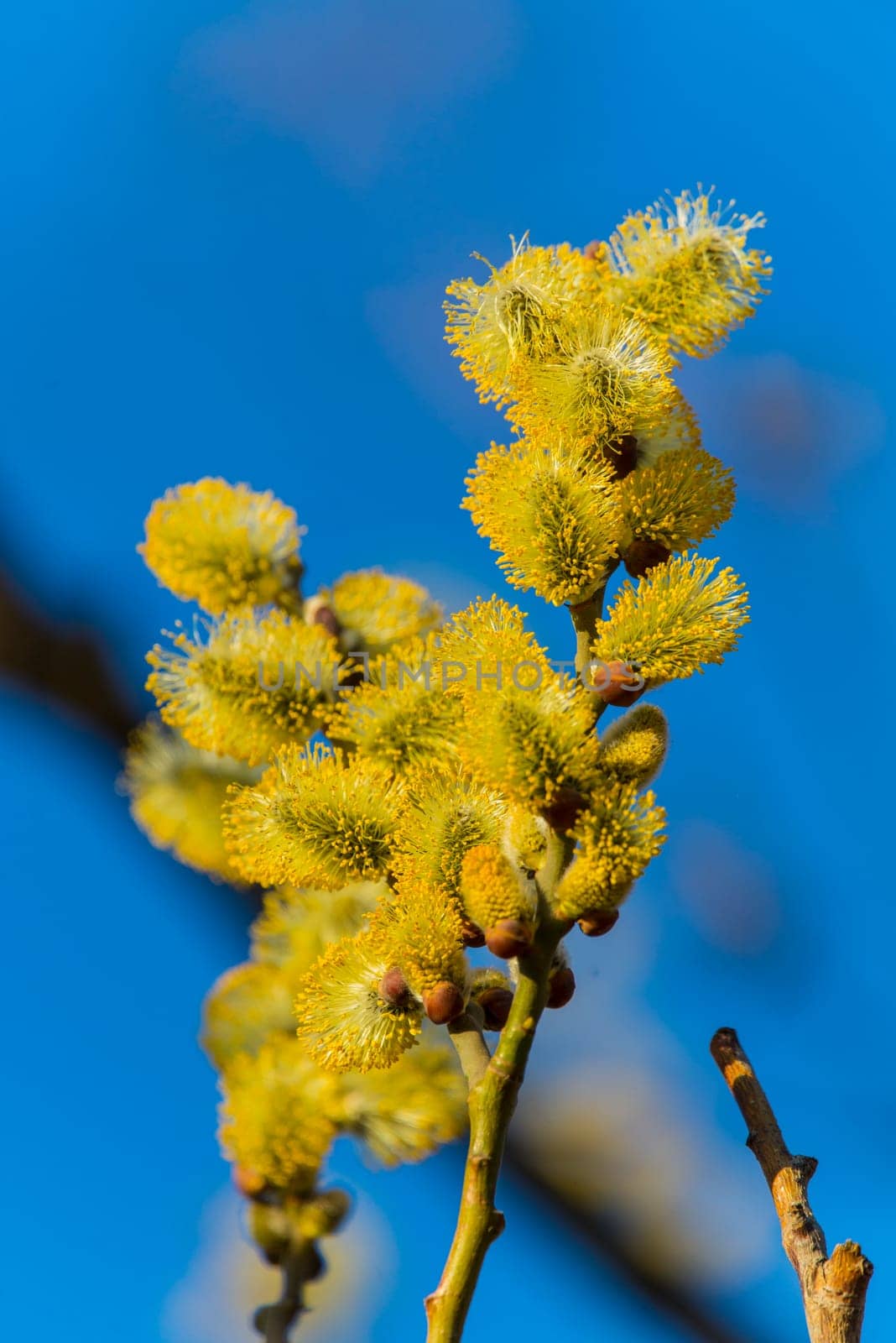 Pussy willows in sunlight and blue sky