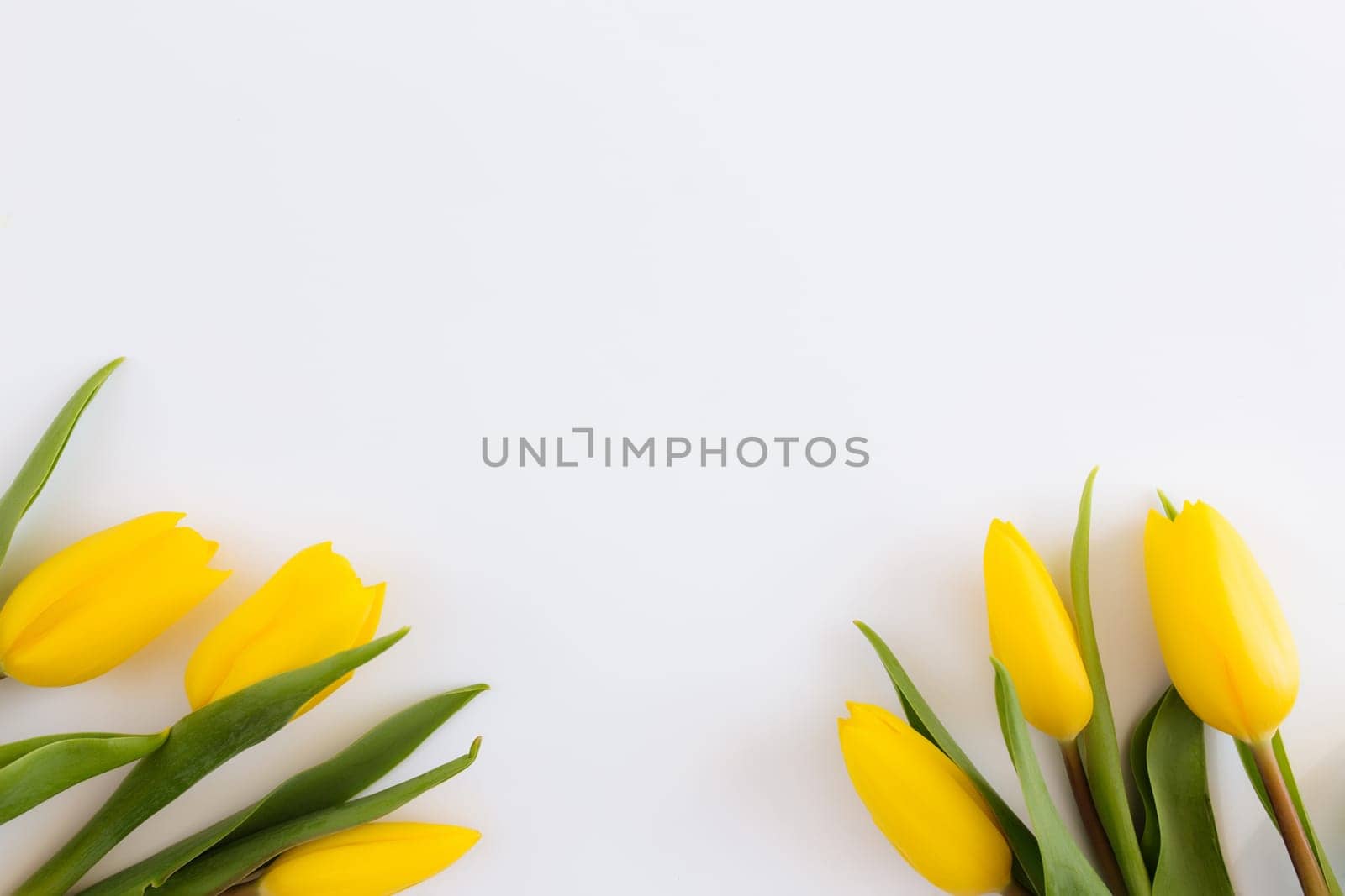 Flat lay with yellow tulip flowers on white background. Concept for greeting card for Easter, Mother's day, International women's day, Saint Valentine's day. High quality photo