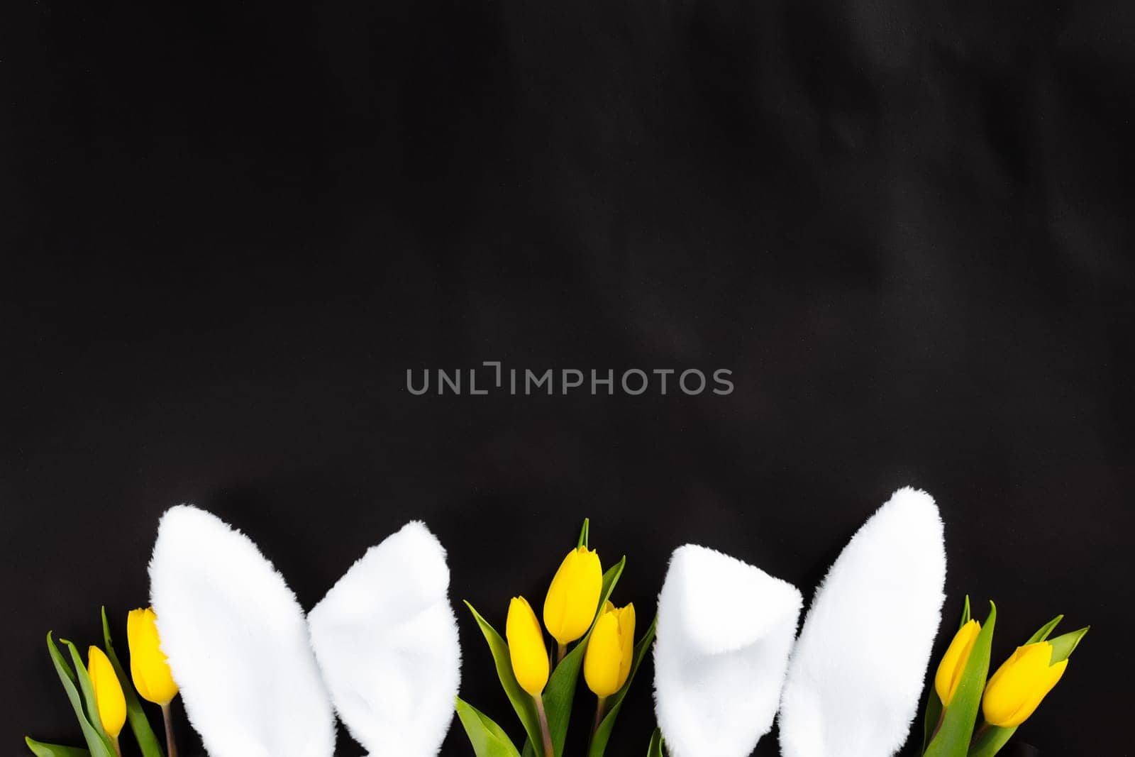 Easter concept. Flat lay with white fluffy rabbit ears, yellow tulips on a black background. High quality photo