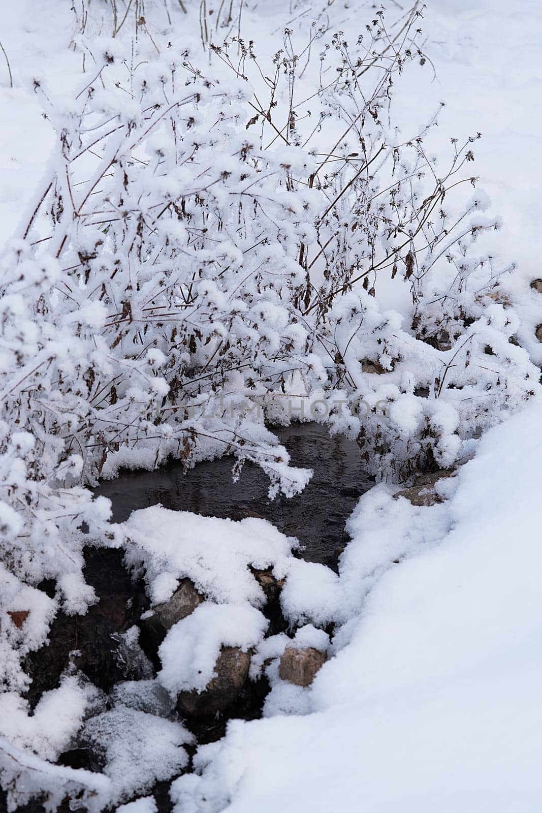 Winter stream flowing among the snow-covered bushes. Nature, landscape, environment.