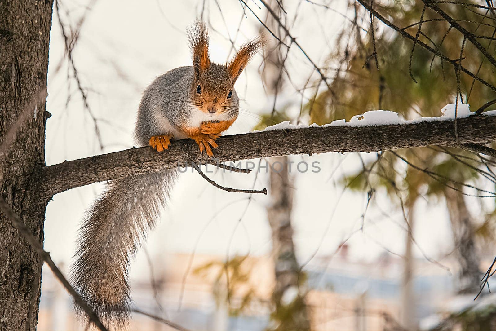 A cute little red squirrel sits on a tree branch in winter. Animals in their natural environment.