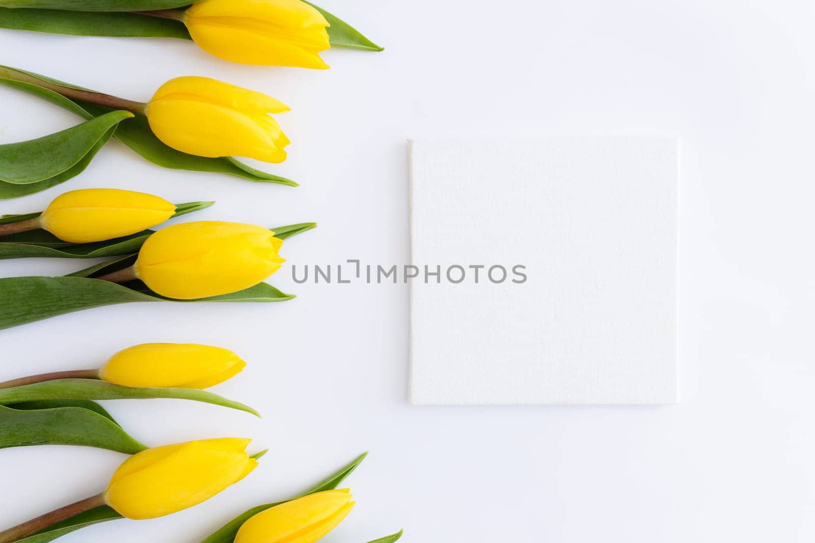 Flat lay with yellow tulip flowers, empty picture frame on white background. Concept for greeting card for Easter, Mother's day, International women's day, Saint Valentine's day. High quality photo