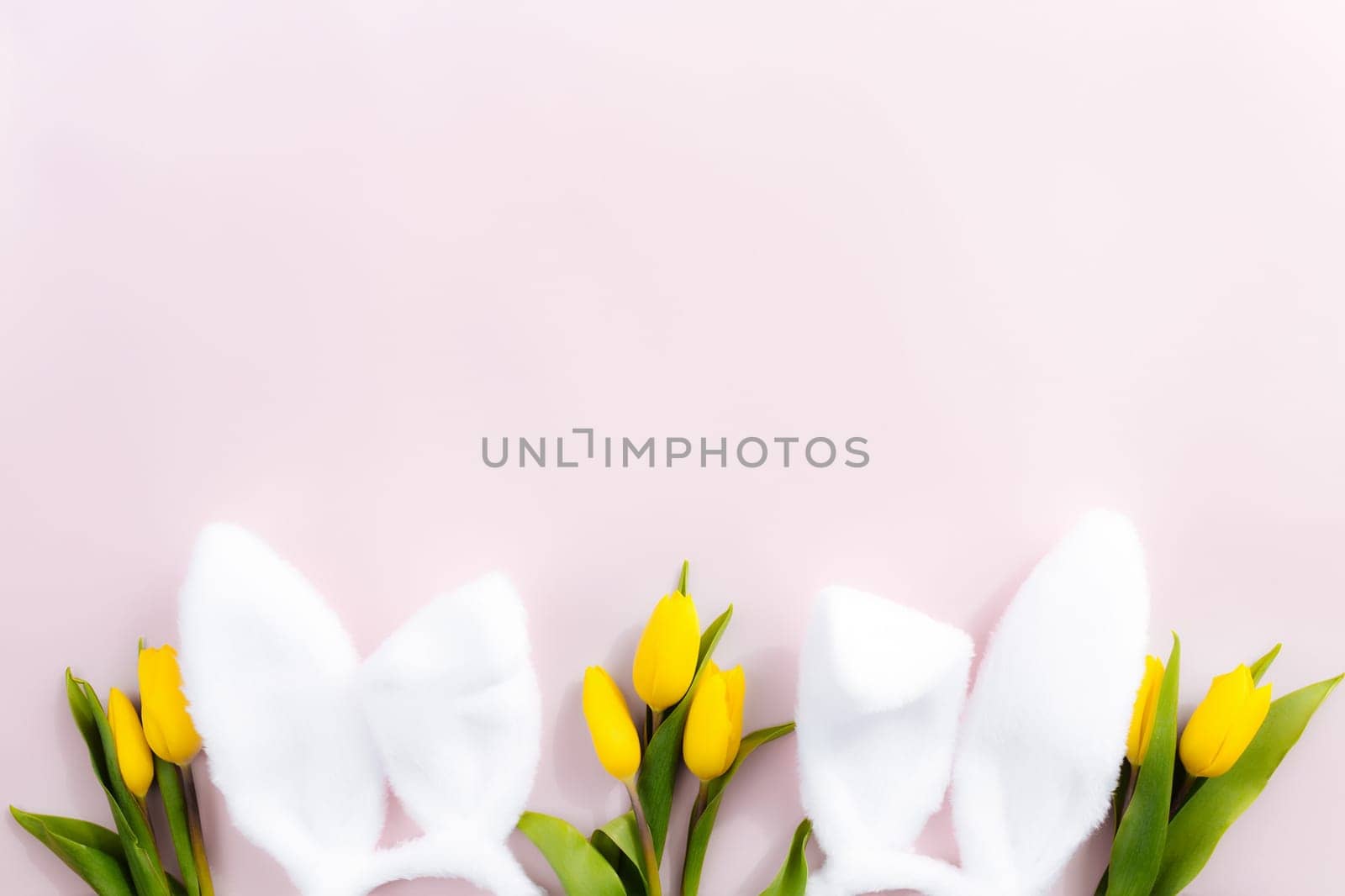 Easter concept. Flat lay with white fluffy rabbit ears, yellow tulips on a pink background. High quality photo