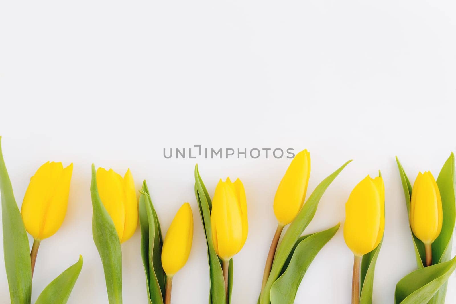 Flat lay with yellow tulip flowers on white background. Concept for greeting card for Easter, Mother's day, International women's day, Saint Valentine's day. High quality photo