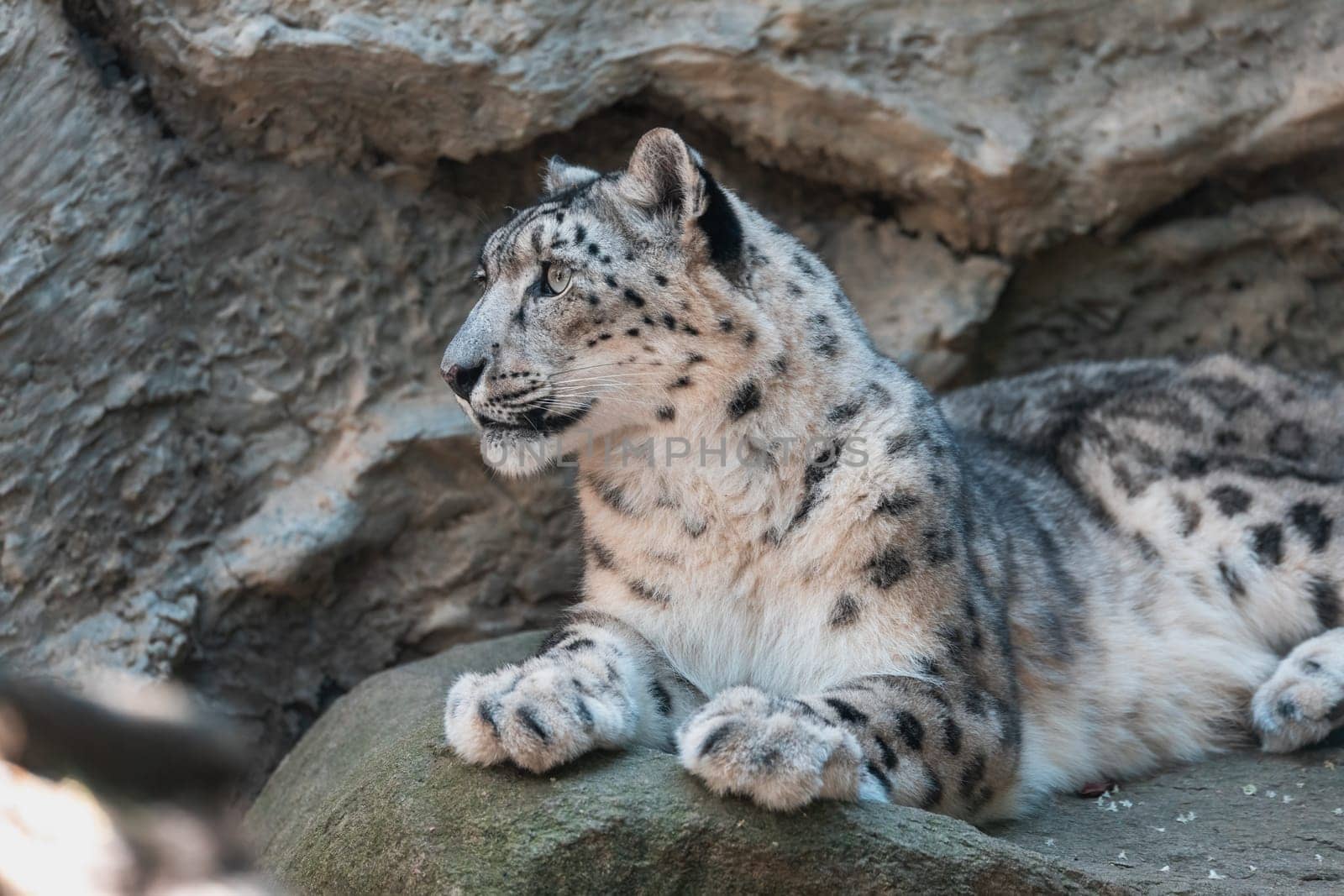 beautiful cat snow leopard - Irbis, Uncia uncia, endangered species in world