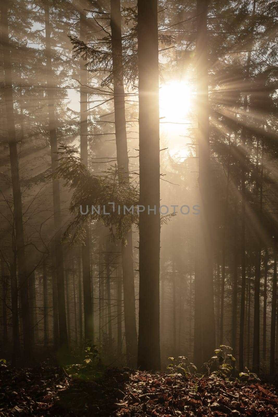 forest tree and back light with sun star