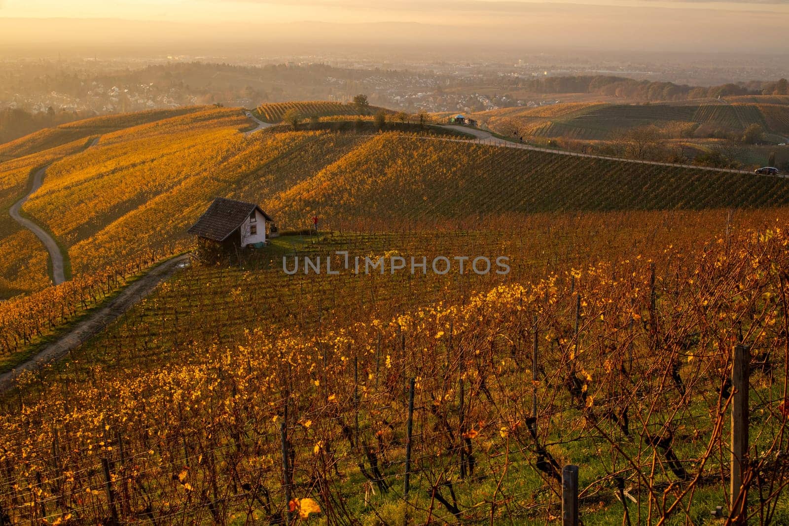 vineyard in autumn