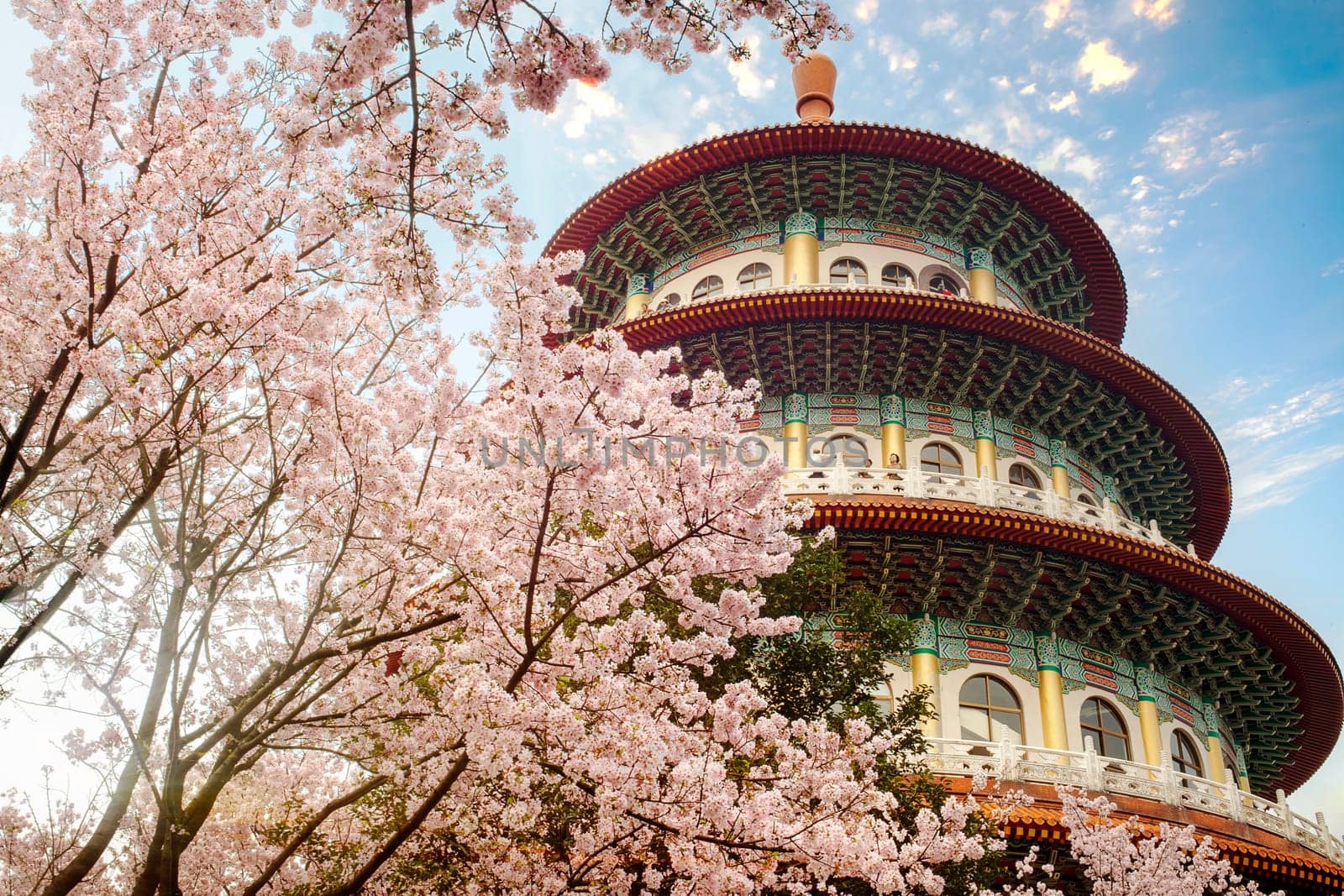 THe Sakura Flower or Cherry Blossom With Beautiful Nature Background