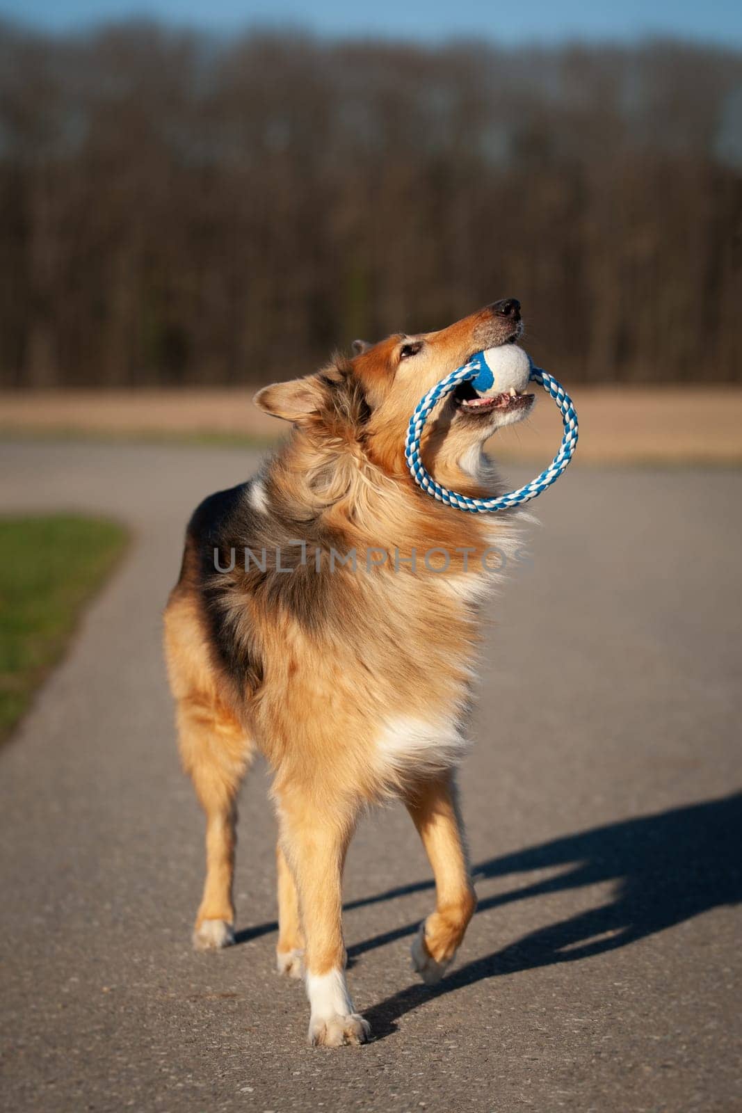 Collie