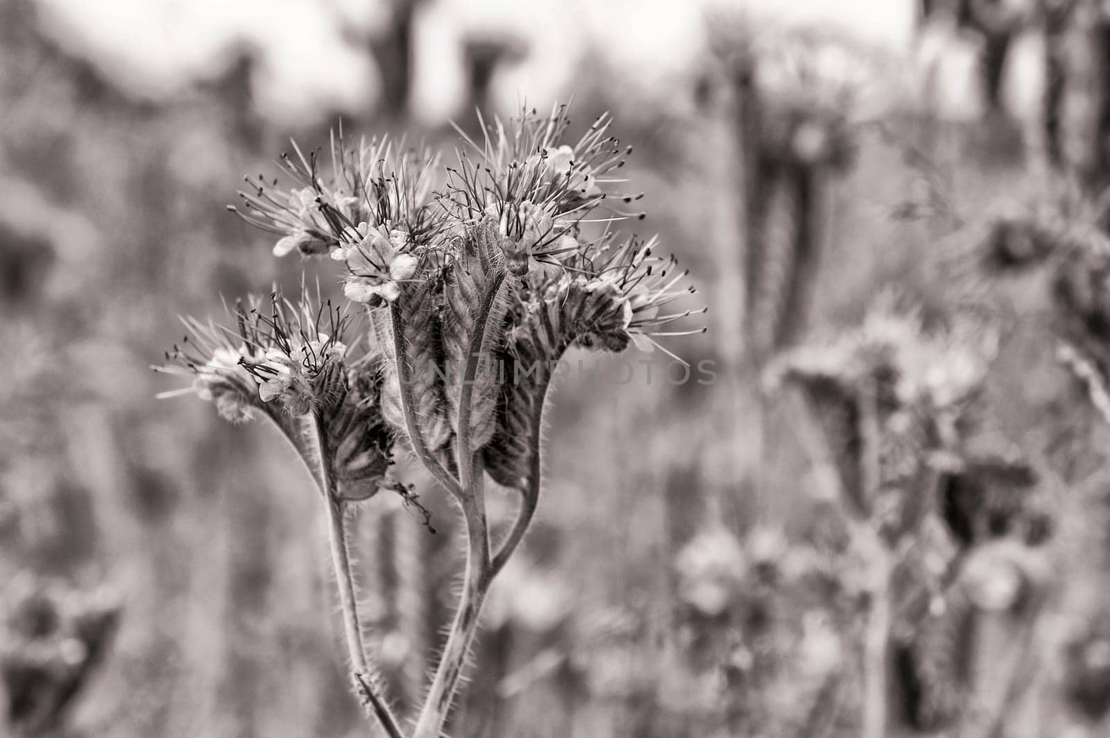 Phacelia - Büschelschön