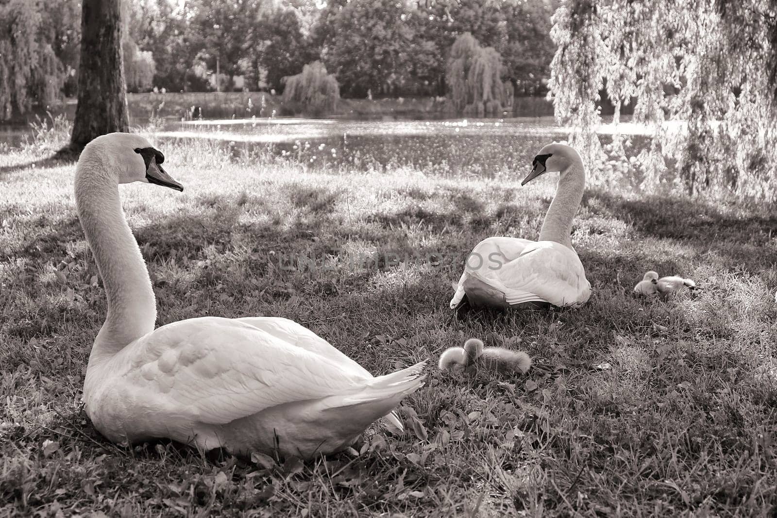 Mute swans with offspring, adult birds with chicks