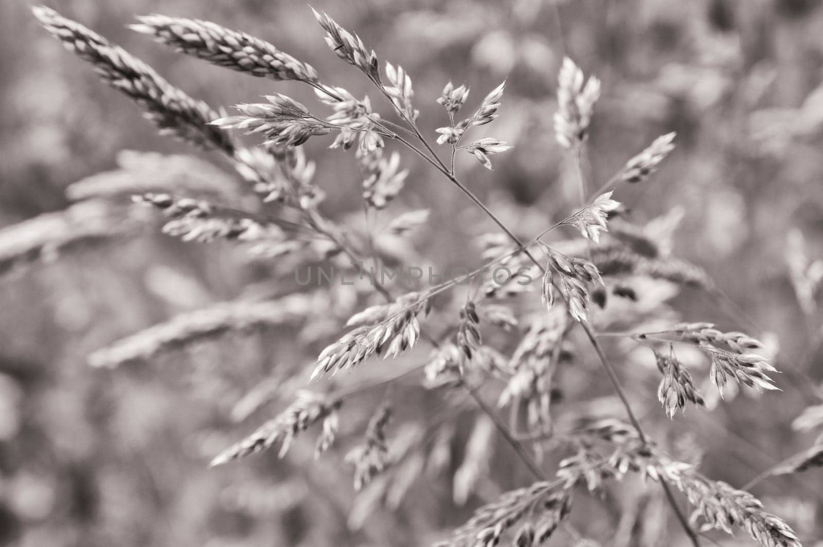 blooming grass in summer